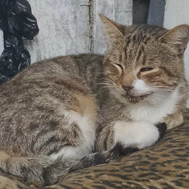 Кошке с котёнком нужна помощь — Ессентуки