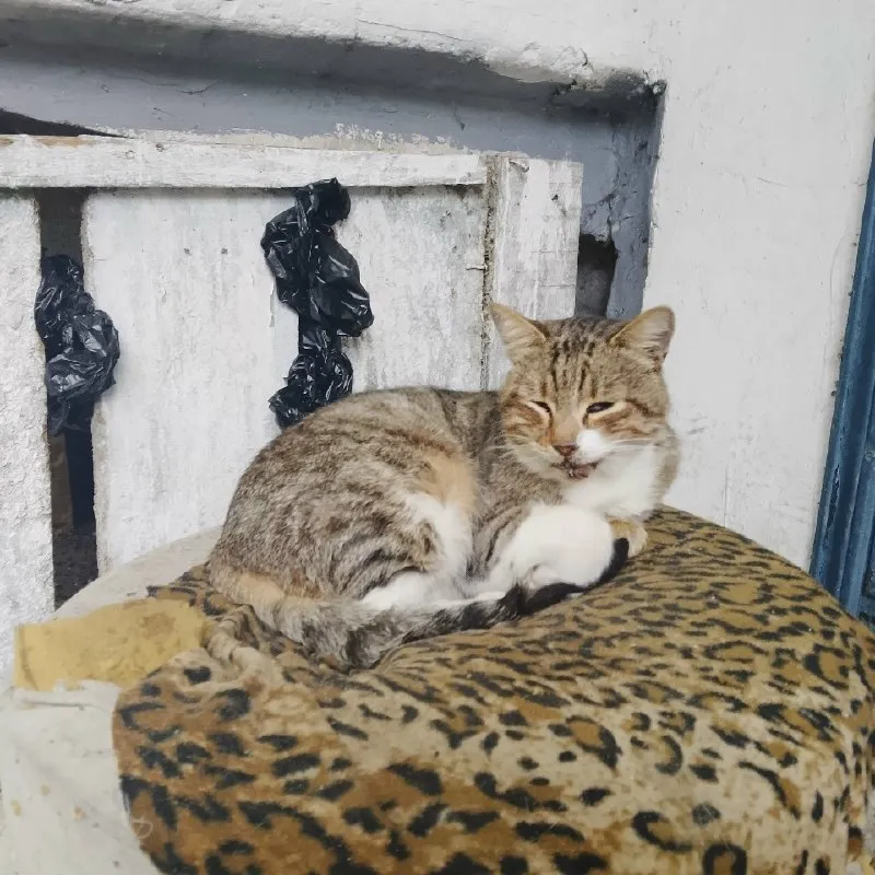 Кошке с котёнком нужна помощь — Ессентуки — фото 2