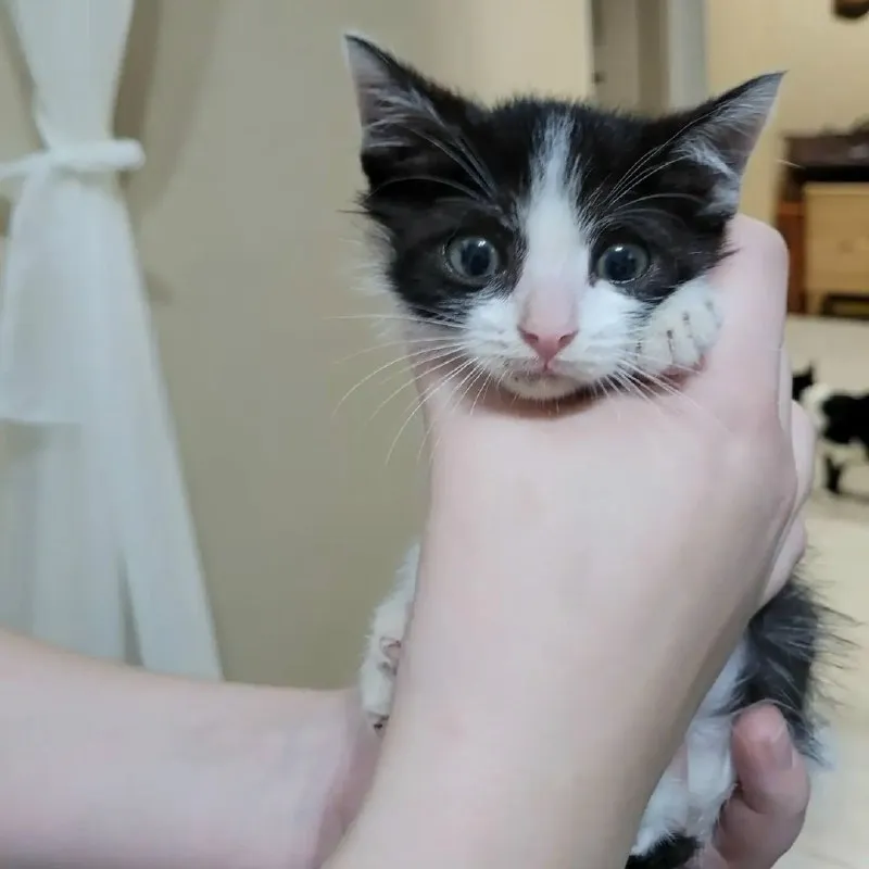 Котёнок ищет дом — Минеральные Воды