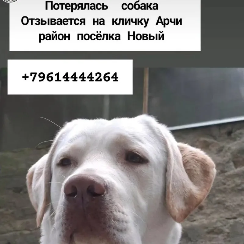 Пропала собака лабрадор