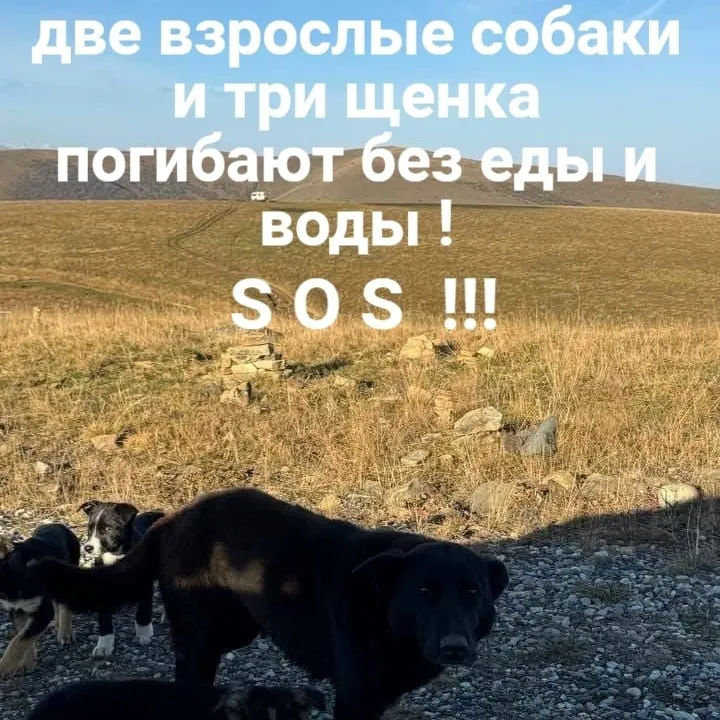 Собакам нужна помощь — дорога на Джилы-Су