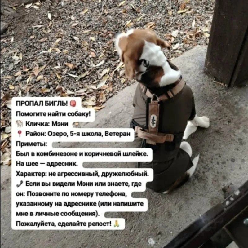 Пропала собака в Ессентуках