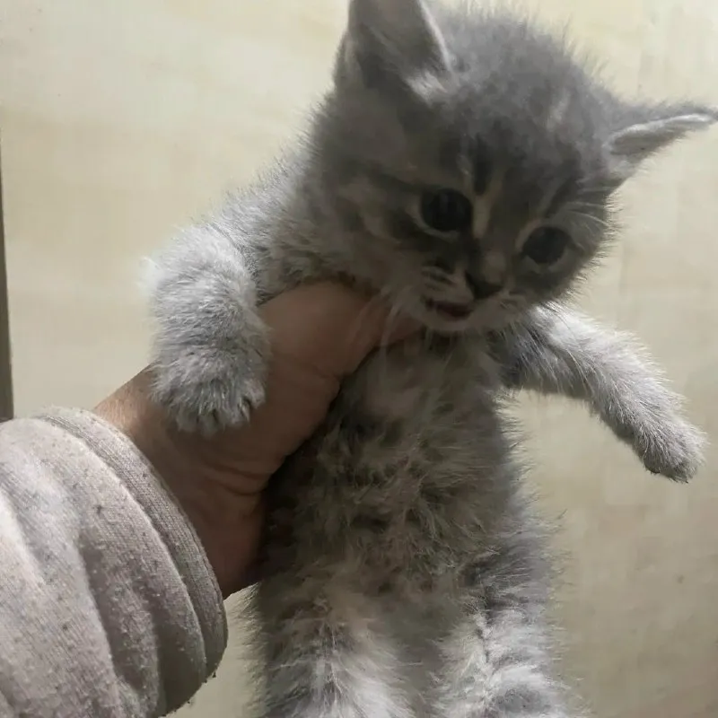 Две кошки ищут дом — Георгиевск