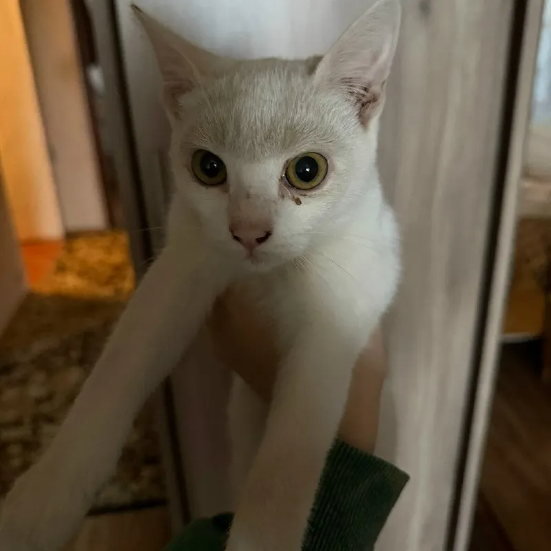 Кошка ищет дом — Георгиевск — фото 2